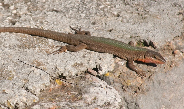 Male Balkan wall lizard